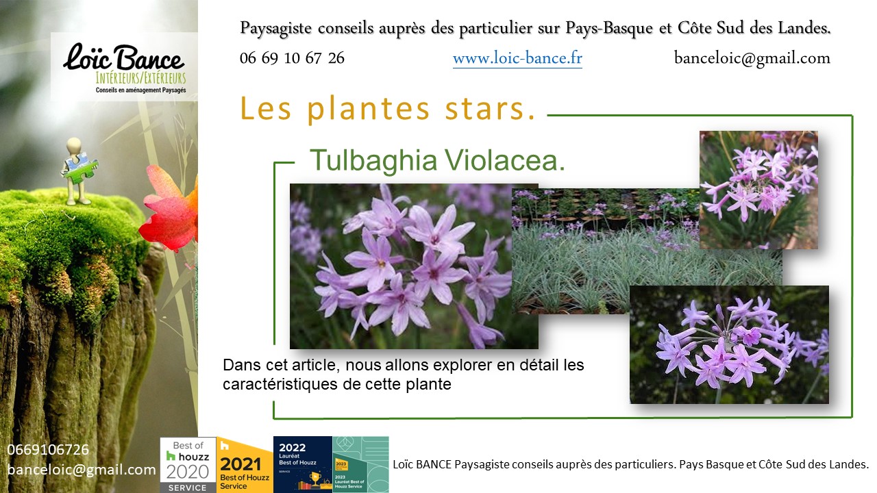 Paysagiste Bayonne une vivace plante star de juillet 2024 : Tulbaghia Violacea.